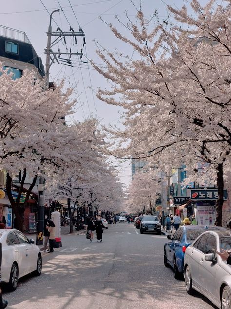 Hongdae Street Aesthetic, Hongdae Street, Seoul Spring, Iphone Theme, Sakura Cherry Blossom, Time Of The Day, Korean Street, Ig Feed, Aesthetic Pics