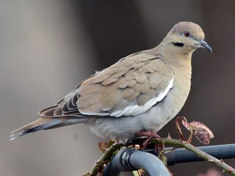 Dove Animal, Band Tailed Pigeon, Kittens Puppies, Flight Patterns, Dark Wings, White Patches, White Wings, The Wing, Cats Kittens