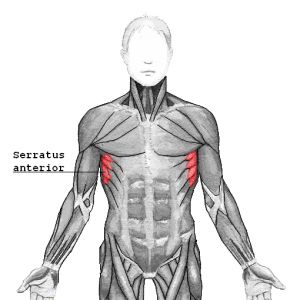 The Kinesiology and Biomechanics of the Freestyle Stroke (Part 1) - Underwater Audio Chest Workout Program, Serratus Anterior, Rectus Abdominis Muscle, Head Muscles, Yoga Muscles, Posture Fix, Shoulder Impingement, Biceps Brachii, Best Chest Workout