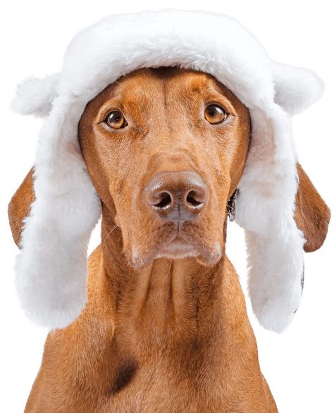 Canada Pooch Dog Winter Hat Adjustable Pet Beanie with Ear-Holes with Faux-Fur Lining Dog Avaitor Hat Cute Dog Accessory for Small Medium Large Dogs Canada Pooch, Dog Hats, Beanie With Ears, Dog Winter, Dog Hat, Winter Dog, Dog Neck, Cute Dog, Winter Hat