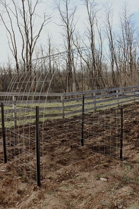 Easy Cattle Panel Arch Trellis: DIY Affordable Garden Arbor - Diana Marie Home Arch Trellis Diy, Cattle Panel Trellis Arches, Diy Garden Archway, Cattle Panel Arch, Cattle Panel Trellis, Trellis Diy, Growing Squash, Garden Archway, Garden Arch Trellis