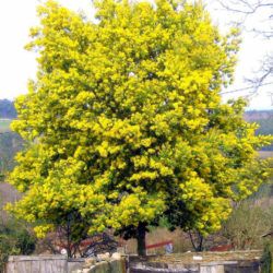 Acacia dealbata (Silver Wattle) | World of Flowering Plants Acacia Dealbata, Orchid Fertilizer, Fast Growing Evergreens, Coastal Gardens, Attract Pollinators, Flowering Plants, Evergreen Trees, Evergreen Shrubs, Tropical Landscaping