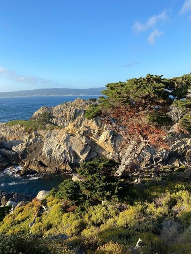 Cypress Grove Trail - California | AllTrails California Cypress Trees, Bohemian Grove, Southern California Nature, Cypress Grove Trail, Cleetwood Cove Trail, Cypress Grove, Coconut Grove, Bloom Where You Are Planted, Monterey Bay