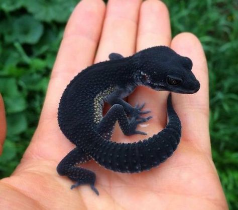 This black lizard looks quite surreal Cute Gecko, Cute Lizard, Regnul Animal, Cute Reptiles, Baby Animals Pictures, Leopard Gecko, Reptiles Pet, Rare Animals, Pretty Animals