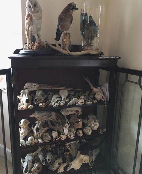 Oddities Collection, Oddities Decor, Cabinet Of Curiosity, Animal Skeletons, Taxidermy Art, Bone Crafts, Vulture Culture, Goth Home, New Flat