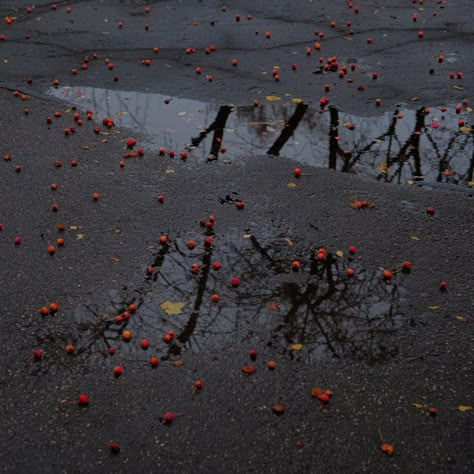 Lily Evans Aesthetic, Evans Aesthetic, Autumn November, Halloween Breakfast, Rain Aesthetic, November Rain, Fall Mood Board, Lily Evans, Aesthetic Winter