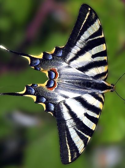 Stunning butterfly #butterflys #unusual Insect Dress, Winged Insects, Pinned Insects, Colorful Moths, Most Beautiful Butterfly, Cool Insects, Beautiful Butterfly Pictures, Beautiful Butterfly Photography, Moth Caterpillar