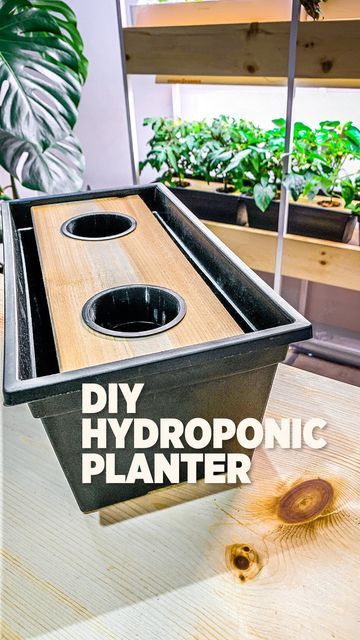 Hydroponic Tomatoes, Hydroponics Diy, Hydroponic Gardening, The Spider, Urban Garden, Hydroponics, Garden Projects, Container Gardening, Peppers