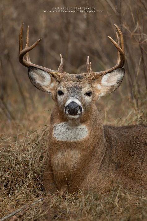 Whitetail Deer Photography, Deer Reference, Deer Eyes, Elk Pictures, Whitetail Deer Pictures, Hunting Stands, White Tail Deer, Deer Photography, Big Deer