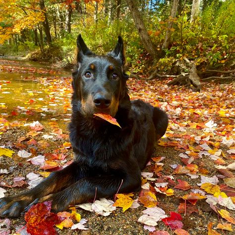 Pretty Dogs, Pretty Animals, Mixed Breed Dogs, Silly Animals, Cute Dogs And Puppies, Guard Dogs, Dog Boarding, Beautiful Dogs, Cute Funny Animals