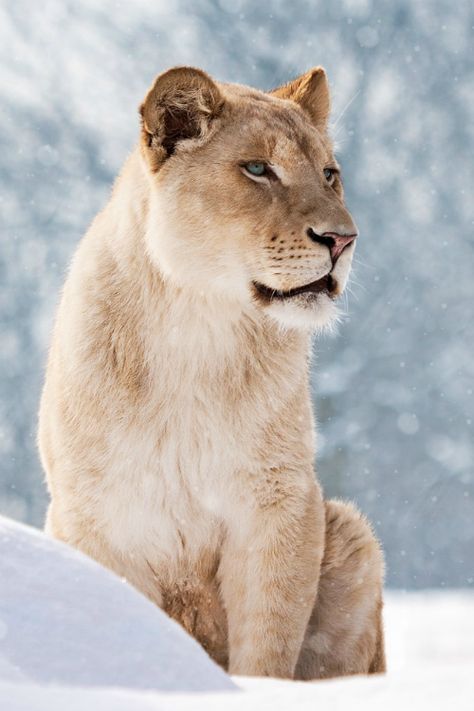 . Snow Lion, Female Lion, Lion And Lioness, Lion Pictures, Wild Creatures, Large Cats, A Lion, Wildlife Animals, Beautiful Cats