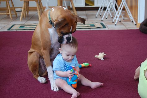 Taking care of the young'ns.. boxers are so good with kids.... I was just about this age when my family got our first boxer, Lady, and heaven help anyone she didn't know coming near me! Wholesome Dog, Boxers Dogs, Hilarious Dogs, Boxer And Baby, Boxer (dog), Puppy Kisses, Boxer Puppy, Boxer Love, Boxer Puppies