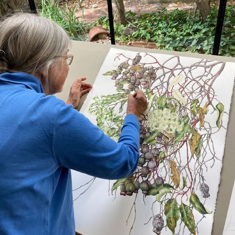 Philippa Nikulinsky at Boola Bardip - WA Parks Foundation Freya Art, Botanical Art Drawing, Contemporary Botanical Art, Gum Trees, Nature Artists, Botanical Artwork, Botanical Illustrations, Nature Drawing, Botanical Painting