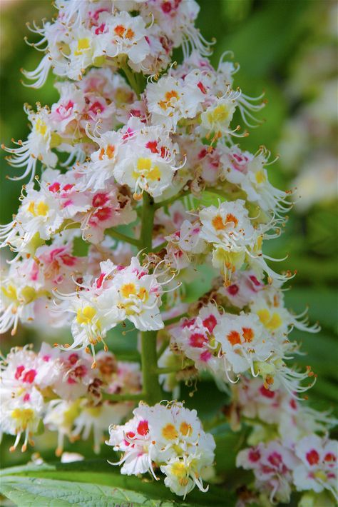 Magnificent bloom from a Horse Chestnut tree.  Known for its huge domed canopy, gray-brown flaky bark and nut-like seeds which can be toxic if eaten, they can grow to be 100 feet tall and include 6 different species native to North America. Chestnut Tree, Rose Gardens, Horse Chestnut, Unusual Plants, Unusual Flowers, Late Spring, Rare Flowers, Flower Ideas, Unique Flowers