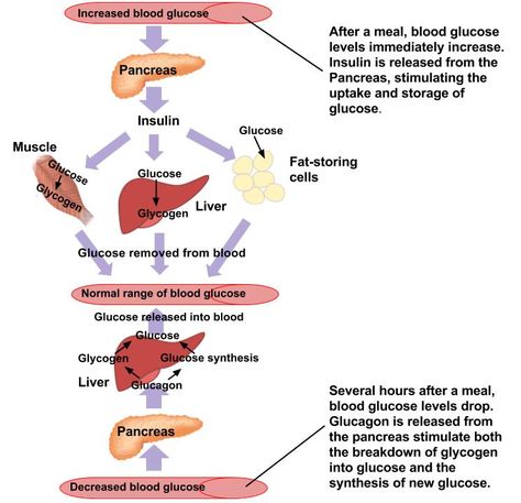 Digestion and Absorption of Carbohydrates – Human Nutrition [DEPRECATED] Carbohydrate Digestion, Digestion Of Carbohydrates, Carbohydrates Biology, Biochemistry Notes, Low Gi Foods, Food For Digestion, Baby Feeding Schedule, Human Nutrition, Blood Glucose Levels