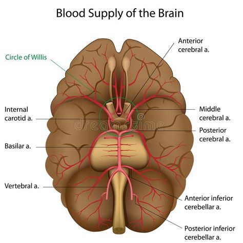 Circle Of Willis, Human Circulatory System, Vertebral Artery, Brain Surgeon, Carotid Artery, Arteries And Veins, Nursing Books, Medical Photos, Human Body Anatomy