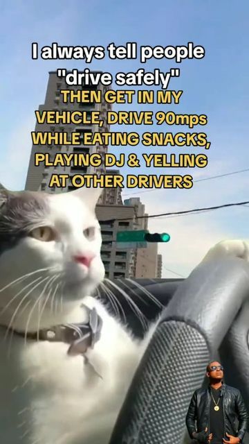 Car Memes Funny, Driving Funny, Driving Memes, Driving Humor, Crazy Meme, Cat Hacks, Car Memes, Cat Owners, I Said