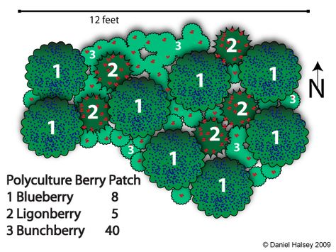 Polyculture Design-berry patch Berry Garden Layout Design, Berry Patch Layout, Berry Patch Layout Garden Ideas, Berry Garden Layout, Berry Garden Design, Food Forest Design, Berries Garden, Edible Forest, Permaculture Farm