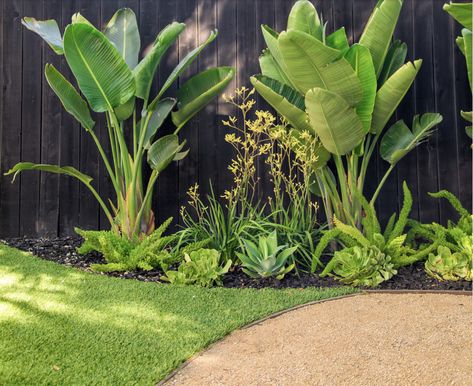 Giant Bird Of Paradise, Tropical Pool Landscaping, Tropical Backyard Landscaping, Strelitzia Nicolai, Birds Of Paradise Plant, Outdoor Makeover, Agave Attenuata, Meyer Lemon Tree, Bird Of Paradise Plant