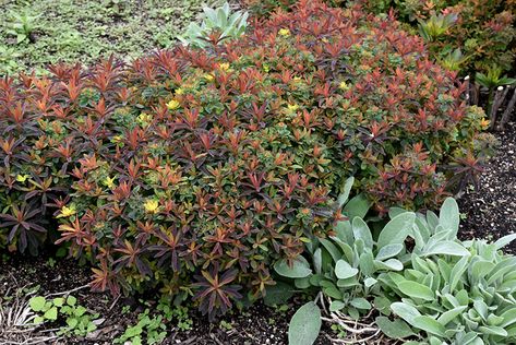 Euphorbia Polychroma, Low Water Gardening, Homestead Gardens, Greenhouse Growing, Garden Cushions, Sandy Soil, Outdoor Pots, Herbaceous Perennials, Low Maintenance Plants