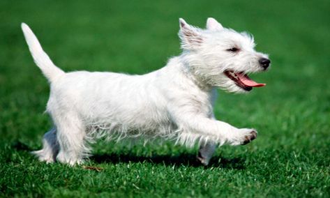 Scottish Terriers, West Highland White, White Terrier, West Highland White Terrier, West Highlands, Dogs, Animals, White, Black