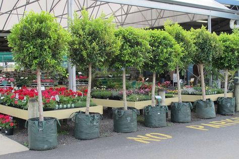 Ficus microcarpa Hillii Flash Ficus Flash, Ficus Tree Outdoor, Ficus Hedge, Drive Ways, Ficus Microcarpa, Trade Market, Privacy Landscaping, Backyard Garden Landscape, Ficus Tree