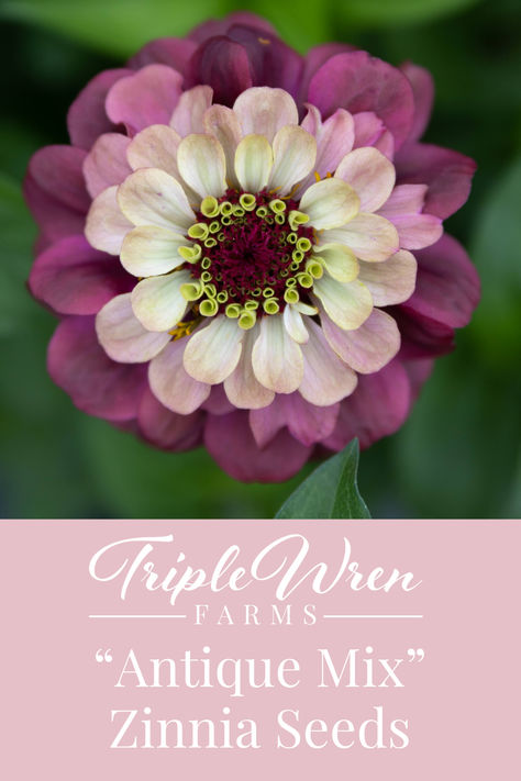 Dahilas and zinnias make the perfect summer bouquet! Our zinnias are open-pollinated crosses from here at Triple Wren Farms and bloom in a mix of ombre blush, rose, rusty-coral, and lime semi-double and double flowers. We have been working on this stunning mix since 2015, with a focus on this special ombre color blend. Zinnia Varieties, Zinnia Wedding Bouquet, Zinnias Flowers, Zinnia Bouquet, Dahlia Flower Garden, Dahlia Varieties, Zinnia Garden, Growing Cut Flowers, Cut Flower Farm