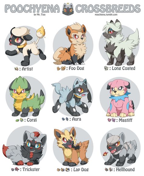 Pokemon Crossbreeds - Album on Imgur Poochyena Pokemon, Smeargle Pokemon, Furfrou Pokemon, Pokemon Crossbreeds, Pokemon Variants, Fanmade Pokemon, Pokemon Mix, Pokemon Variations, Solgaleo Pokemon