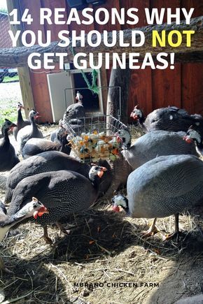 Raising Guinea Fowl, Guinea Hens Coop Ideas, Guinea Fowl Coop Ideas, Guinea Fowl Coop, Raising Guineas, Farming Chickens, Incubating Eggs, Guinea Hens, Hen Coop