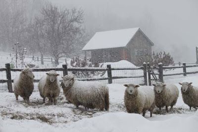 Getting Stitched on the Farm: Scenes of Sheep in a Two Day Storm Herd Of Sheep, Baa Baa Black Sheep, Sheep And Lamb, Oita, A Barn, Snow Scenes, Old Barns, Garden Home, Animal Photo