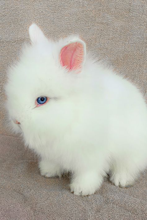 White Bunny With Blue Eyes, Bunny For Sale, Lionhead Bunny, Cute Bunny Pictures, Baby Eyes, White Puppies, White Lion, Bunny Pictures