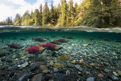 Sockeye salmon migrate to their home river in Vancouver Island, British Columbia. Migration journeys can be nearly 1,000 miles long. Half Underwater Photography, Half Underwater, Underwater River, Sockeye Salmon, River Photography, Underwater Creatures, Shot Photo, Underwater Photos, National Geographic Photos