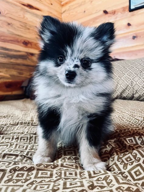 Pomeranian Blue Merle, Merle Pomeranian Puppy, Blue Pomeranian, Small Dog Tattoo, Dogs Tattoo Ideas, Blue Merle Pomeranian, Dog Ear Tattoo, Pomeranian Colors, Puppies Pomeranian