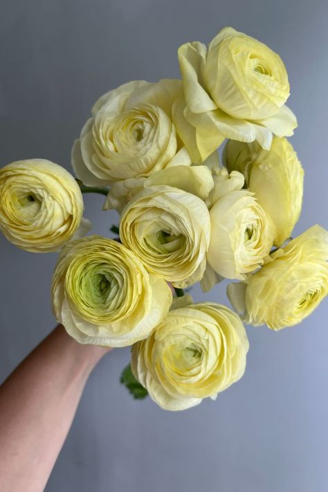 Ranunculus Wedding Bouquet, Ranunculus Wedding, Yellow Ranunculus, Flower Varieties, Plant Mama, Ranunculus Flowers, Yellow Pastel, Flower Names, Wafer Paper