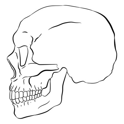 Skull Side Profile, Skull From The Side Drawing, Skull Side Profile Open Mouth, Skull Side View Drawing, Sideways Skull, Sideways Skull Drawing, Skull Hand, Skull Head, Side Profile