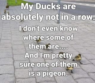 Found on iFunny Rowing Quotes, Duck Quotes, Ducks In A Row, Character Quotes, Relationships Love, Funny Signs, Bones Funny, Pigeon, Ducks