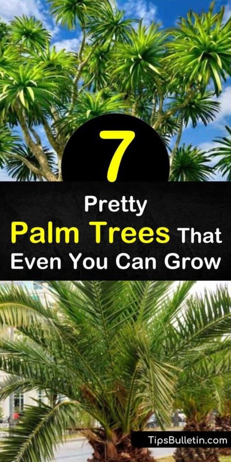 Try these palm trees that grow easily in a state like California or Florida. Bamboo-like areca palm makes an ideal houseplant, while windmill palm survives below freezing. Queen palm and pygmy date palm produce sticky dates that leave you licking your fingers. #palmtrees #palms #tropicalplants Palm Tree Landscape Ideas, Pygmy Palm, Extra Large Outdoor Planters, Pygmy Date Palm, Sticky Dates, Windmill Palm, Foxtail Palm, Queen Palm, Mexican Fan Palm