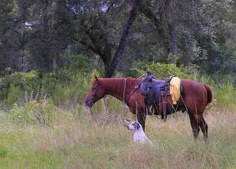 Florida cracker horse and Florida cur dog Florida Cracker Horse, Horse Colours, Kiger Mustang, Florida Cracker, Cowboy Stuff, Rare Species, Cold Morning, Horses And Dogs, Painting Subjects