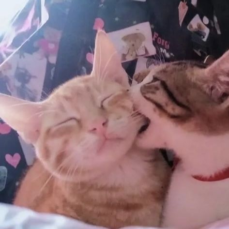 #cats #kitty #matchingpfps #catpfp #catpfps #kittenpfp #discord #matching Cats In Love, Two Cats, Cat Icon, Silly Animals, Silly Cats, I Love Cats, Pretty Cats, Meow Meow, Cat Cat