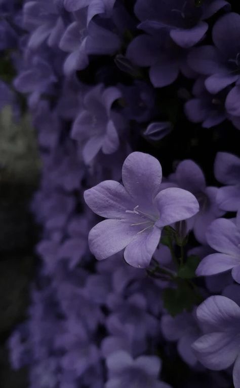 Shadow Purple Aesthetic, Violets Aesthetic Flower, Violet Name Aesthetic, Violetcore Aesthetic, Purple Garden Aesthetic, Purple Orchid Aesthetic, Light Violet Aesthetic, Violet Flower Aesthetic, Violets Aesthetic