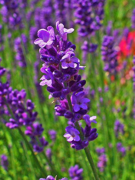 Herb Farm, Mosquito Repelling Plants, Lavender Garden, English Lavender, Patio Planters, Lavender Plant, Lovely Lavender, Lavandula Angustifolia, Fragrant Flowers