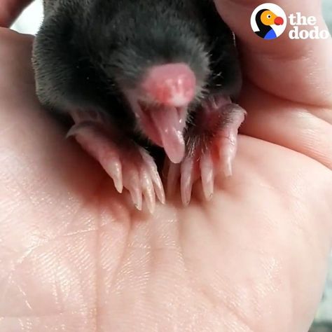 This Perfect Creature Is A Baby Mole | A very adorable baby mole grows up overnight 😍 | By Little But Fierce by The Dodo Mole Animal, Baby Mole, Hard To Say Goodbye, Sense Of Smell, Dug Up, Adorable Baby, Mole, Growing Up, Cute Animals