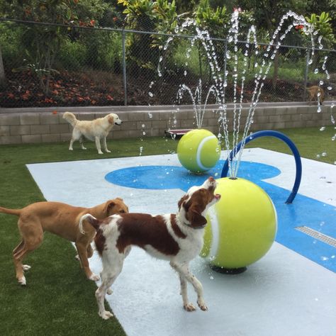 splash-pad-grass-for-dogs Cool Dog Park, Dogs Park Design, Best Dog Parks, Dog Playground Indoor, Dog Park Bar, Indoor Dog Park Ideas, Pet Park Design, Dog Play Area Indoor, Dog Hotel Design