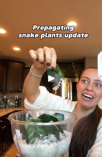 290K views · 10K reactions | 7 months of total growth! I’ve tried so many times propagating snake plants with little to no success, I’m so glad I kept trying because I think I finally got it! I waited until I had 2-3 inches of developed roots.After chopping a leaf of the snake plant into pieces, I let  those tips callous (dry) overnight and then added to the cup with water and the container with perlite. The ones in perlite, I kept in a plastic container with no drainage holes and kept the perlite damp. Nothing else to it! I used a premade bag of succulent soil from @solsoils (use code plantskrystal10 for 10 percent off) . If you want to make your own mix instead, I do it often, I use a succulent potting soil and add gravel. If you found this helpful, consider following along for more plan Snake Plant Propagation, 10 Percent Off, Snake Plant Care, Lucky Plant, Snake Plants, Succulent Soil, Plant Projects, Plant Hacks, Plants Succulents