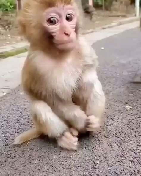 🐥 Wildlife & Nature 🐣 on Instagram: “Double tap to show this little guy some ❤️ - Follow @animalabis for more! 🦅 - Credit : DM for credit/removal 🙏🏻 . . . #instaanimal…” Cute Animal Character, Small Monkey, Baby Monkeys, Monkey Pictures, Animal Character, Pet Monkey, Monkeys Funny, Cute Monkey