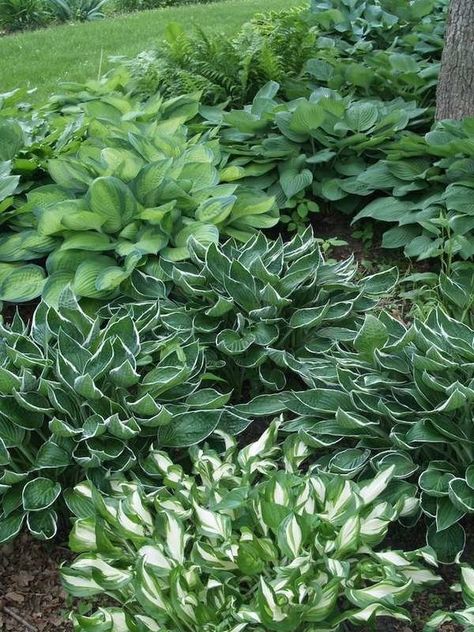 Plant Garden Ideas, Hosta Care, Serenity Garden, Plants Under Trees, Shade Loving Perennials, Hosta Gardens, Hosta Plants, Plant Garden, Have Inspiration