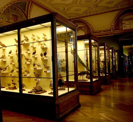 Museum Curator, English Interior, Cabinet Of Curiosities, Natural History Museum, Creature Feature, Zoology, History Museum, Strasbourg, National Museum