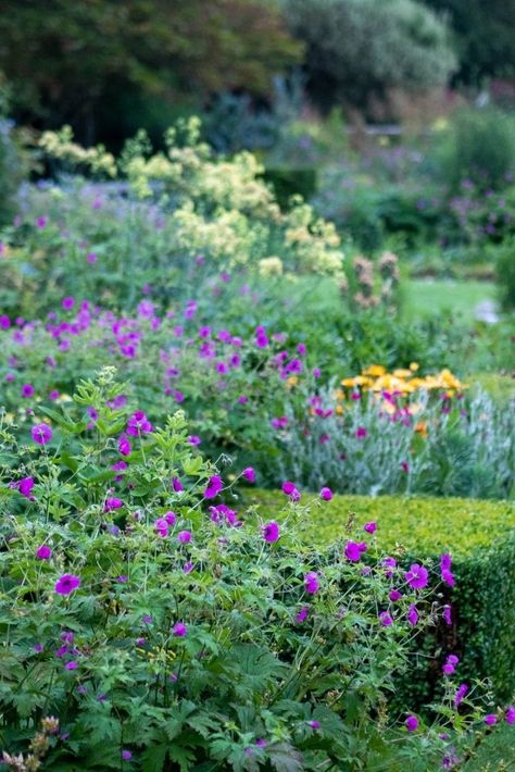 6 favourite perennial flowers that bloom all summer Juniper Shrub, Garden Hideaway, Easy Perennials, Late Summer Flowers, Arbor Trellis, Narrow Garden, September Flowers, Hardy Geranium, Trellis Fence