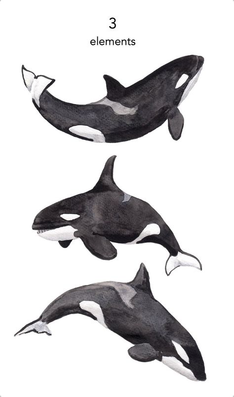 Marine Animal Art, Orca Sketches, Orca Sketch, Orca Whale Drawing, Orca Clipart, Orca Whale Painting, Killer Whale Drawing, Orca Poster, Ocean Animals Drawing