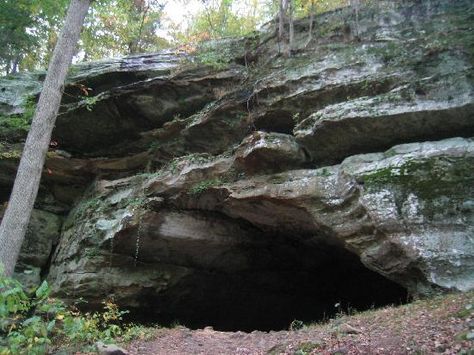 Shawnee National Forest in Harrisburg, IL  Has so many things to visit...Garden of the Gods, Cave in Rock, The Little Grand Canyon, Heron Pond, Pomona Natural Bridge, & Ferne Clyffe Waterfall Hike. There's fishing, hunting, hiking, horse back riding, boating & so much more. Natur Tattoo Arm, Shawnee National Forest, Waterfall Hike, Camping With Cats, Hunting Diy, Utah Hikes, Waterfall Hikes, She Wolf, Southern Illinois